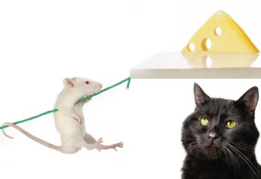 Cat and rat clipart