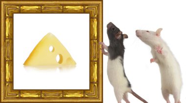 Rat a picture frame on a white clipart