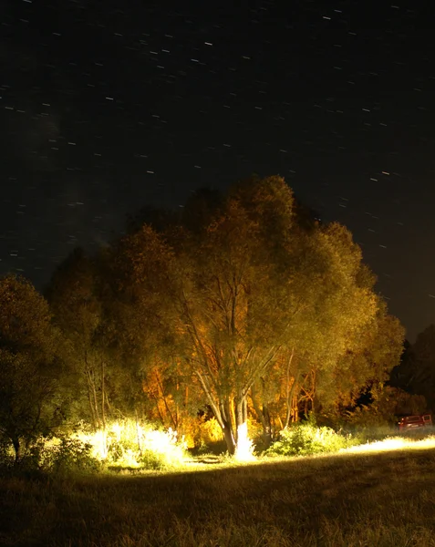 夜の木 — ストック写真