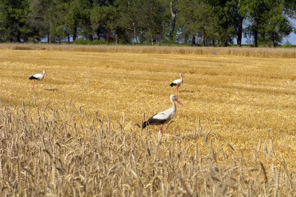 stock image Stork