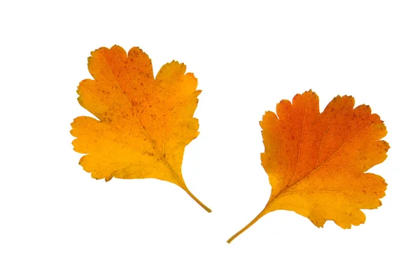 Leaf — Stock Photo, Image