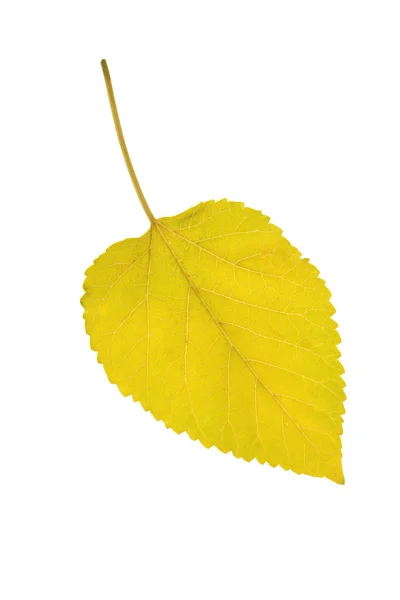 Leaf mulberry — Stock Photo, Image