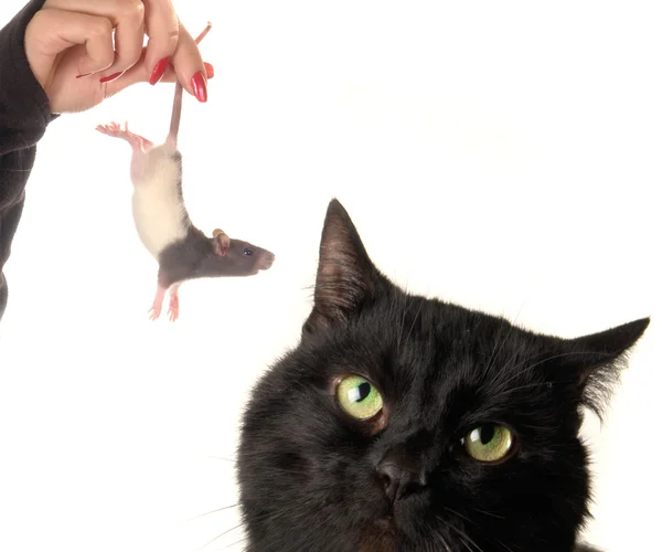 Kota i szczura — Zdjęcie stockowe
