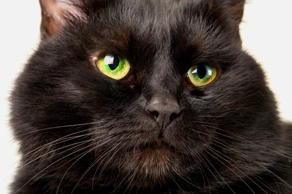 Schwarze Katze auf weißem Hintergrund — Stockfoto