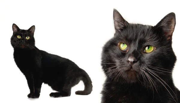 Gato negro sobre un fondo blanco —  Fotos de Stock