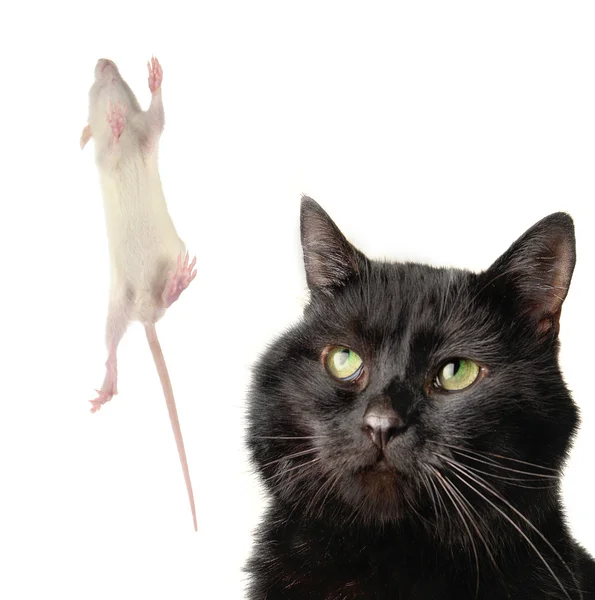 猫和老鼠 — 图库照片