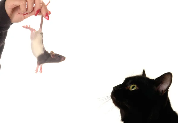 猫とネズミ — ストック写真
