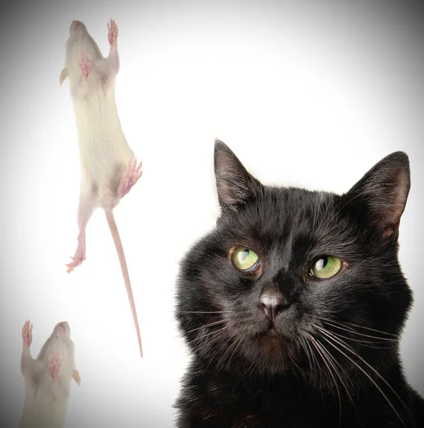 Katt och råtta — Stockfoto