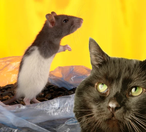 Cat and rat — Stock Photo, Image