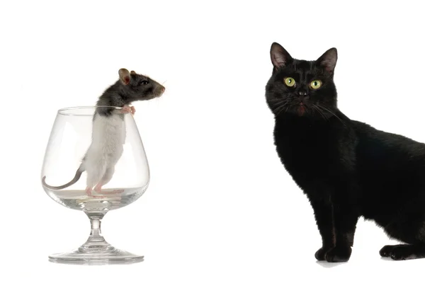 Katt och råtta — Stockfoto