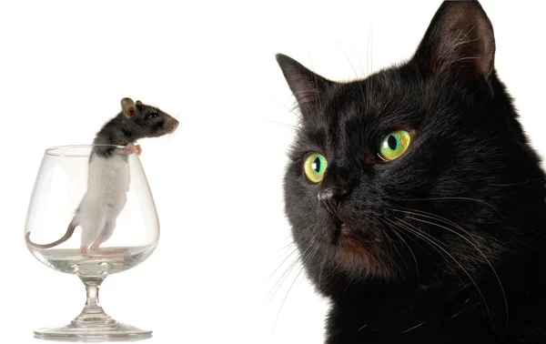Кошка и крыса — стоковое фото