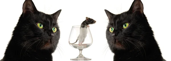Кошка и крыса — стоковое фото