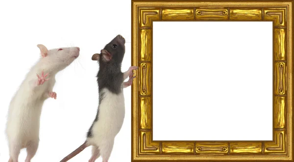 Rat een afbeeldingsframe op een wit — Stockfoto
