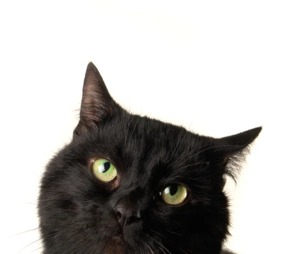 Gato negro sobre un fondo blanco —  Fotos de Stock