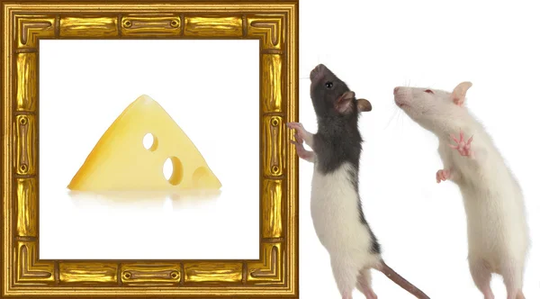 Patkány egy képkeret, fehér — Stock Fotó