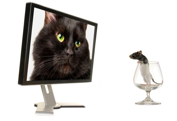Ratto su uno sfondo del monitor — Foto Stock