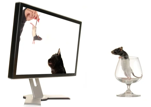 Szczur na tle monitor — Zdjęcie stockowe