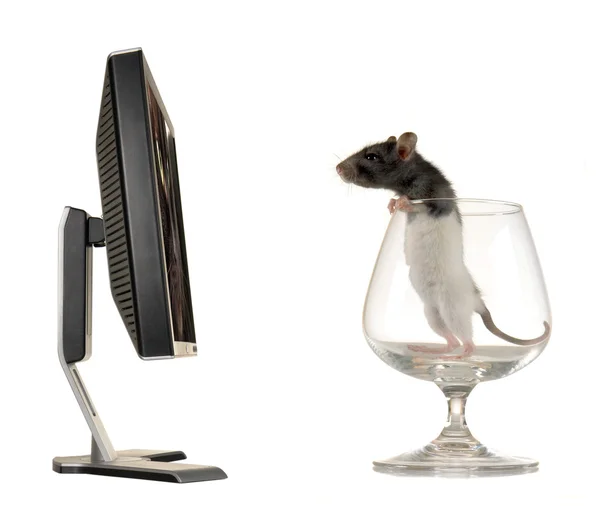 Krysa na pozadí monitoru — Stock fotografie