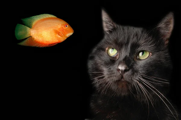Zwarte kat op een witte achtergrond — Stockfoto