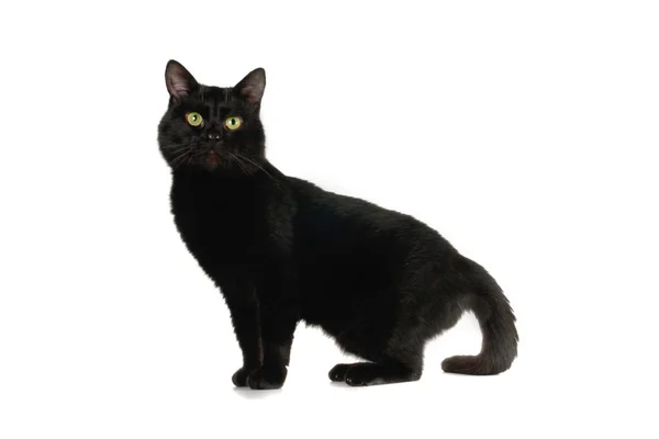 Schwarze Katze auf weißem Hintergrund — Stockfoto