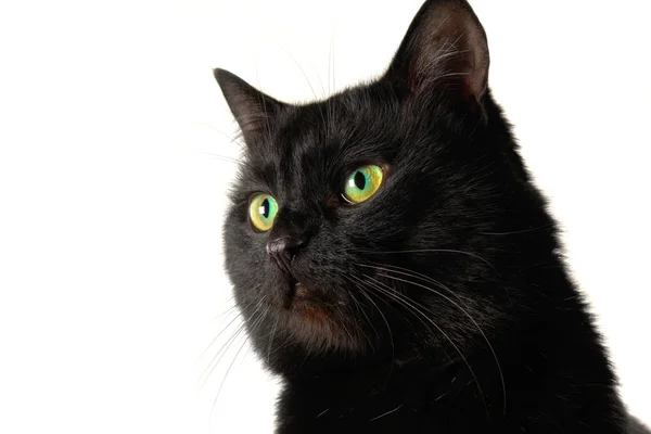 白地に黒い猫 — ストック写真