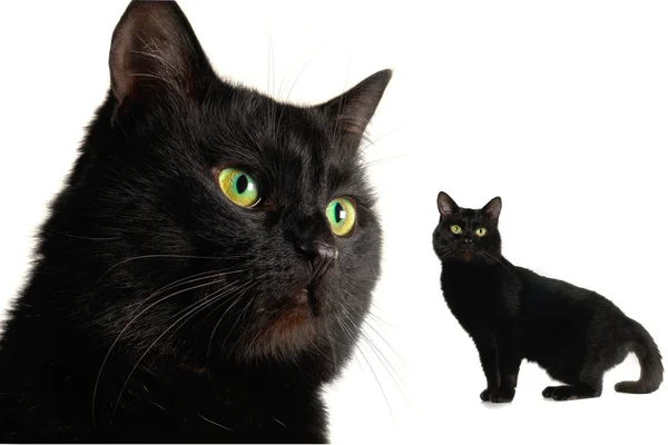 Beyaz arka planda siyah kedi — Stok fotoğraf