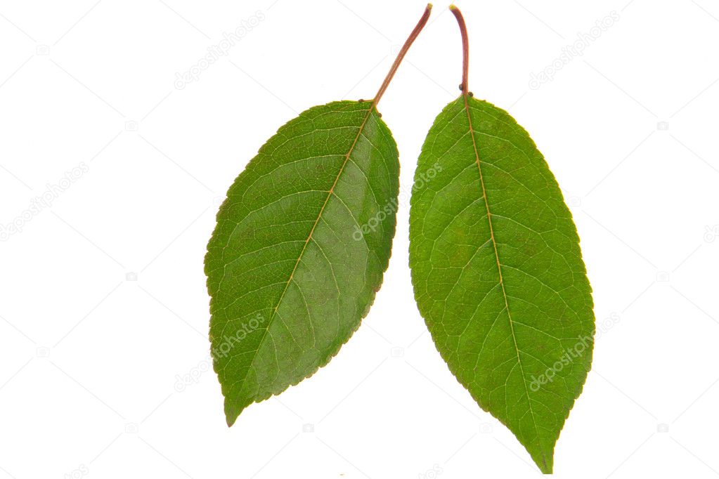 樱桃叶 樱桃叶茶作用与功效