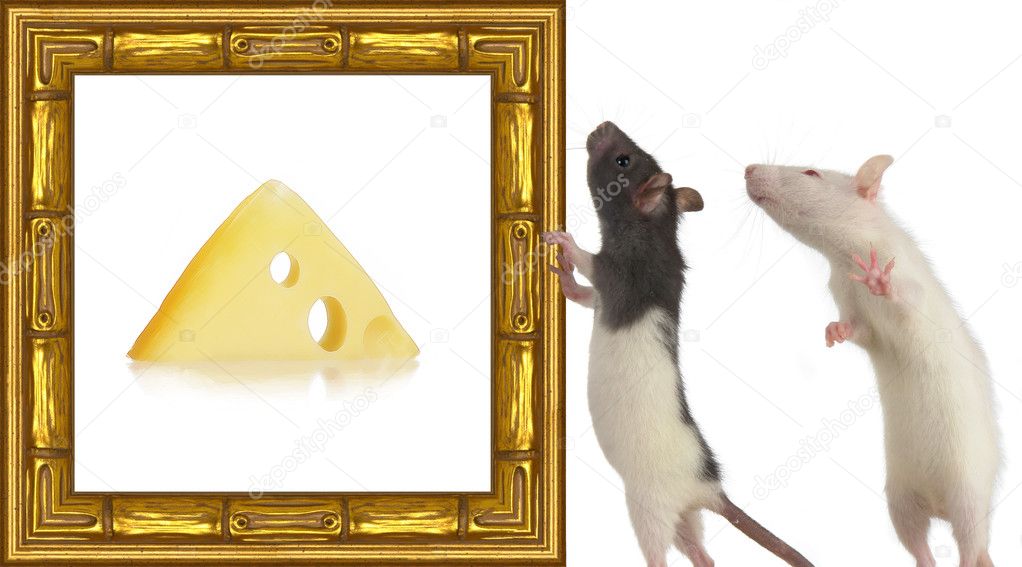Rat a picture frame on a white
