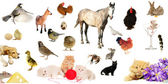 Картина, постер, плакат, фотообои "animal farms", артикул 9516656