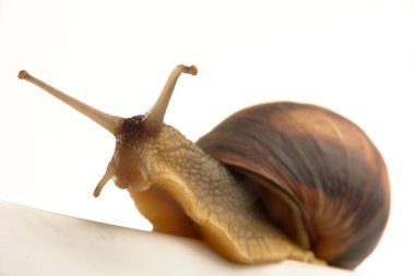 Snail clipart