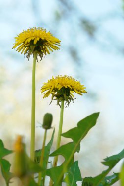 Dandelion clipart