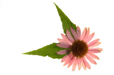 Echinacea purpurea