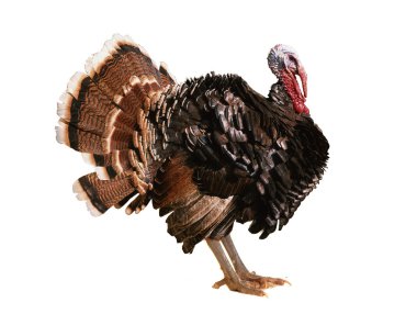 Turkey-cock clipart