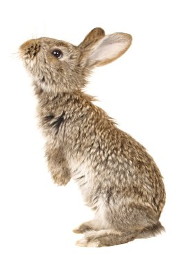 gri tavşan