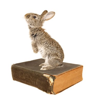 tavşan ve eski kitap