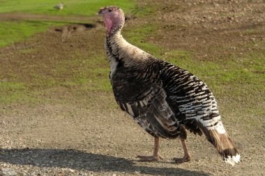 Turkey-cock clipart