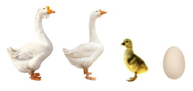 Farm birds