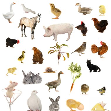 Animal farms clipart