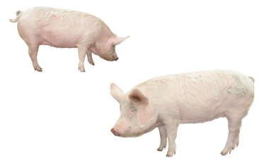 Pig, on a white background clipart