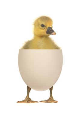 Beyaz bir arka plan üzerinde yumurta ördek