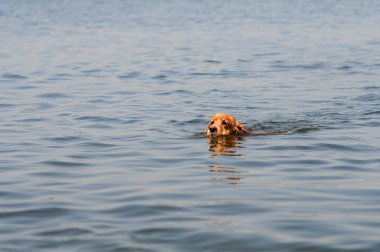 bir köpek Nehri üzerinde yüzen