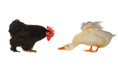 Cock and duck clipart