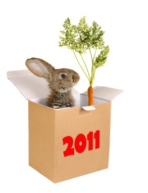 bir tavşan yılı