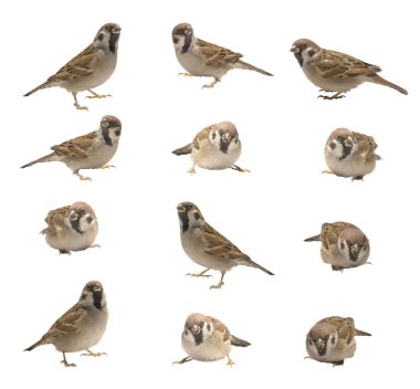 Sparrow clipart