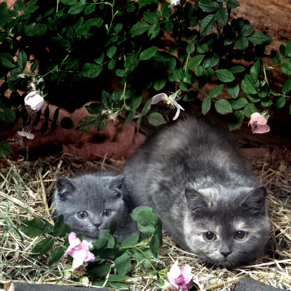 Чёрный кот на коричневом фоне — стоковое фото