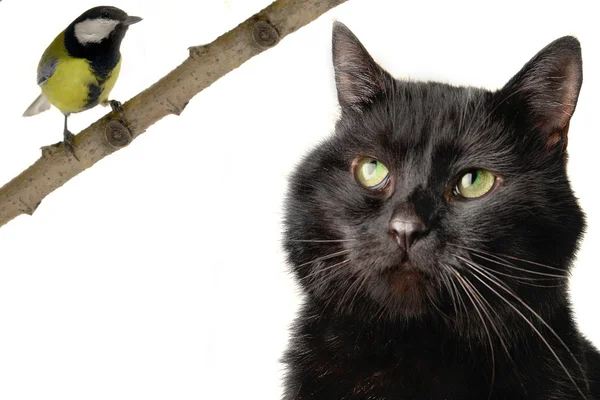 Fekete macska egy fehér háttér — Stock Fotó