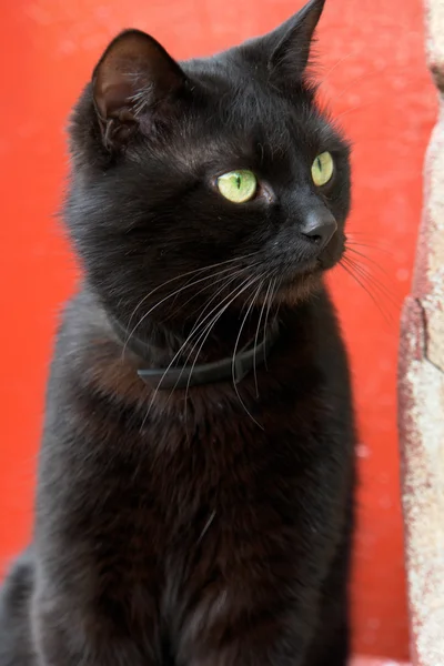 Black cat on a red background — Stock Photo, Image