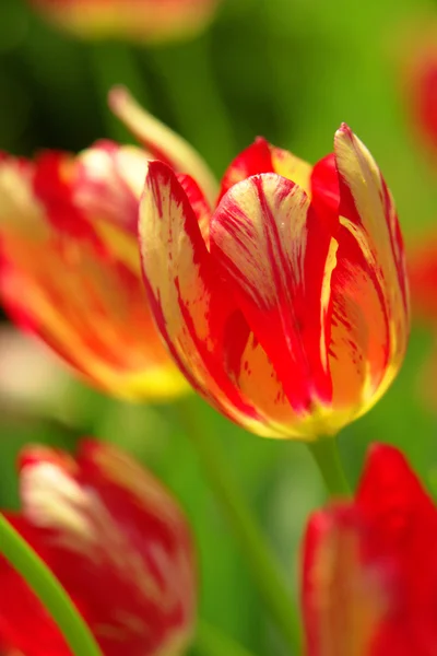 Rode tulpen — Stockfoto
