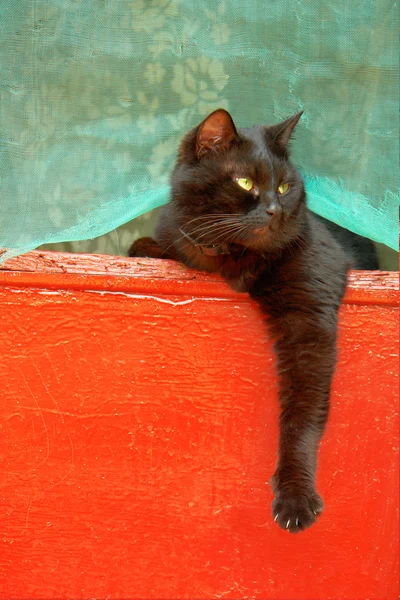 Gato preto em um fundo vermelho — Fotografia de Stock