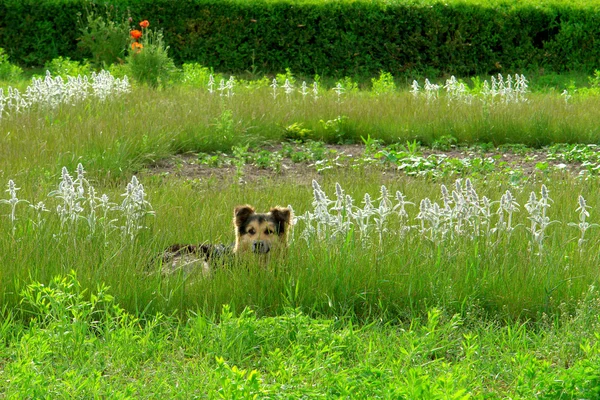 Dog în a green meadow — 图库照片